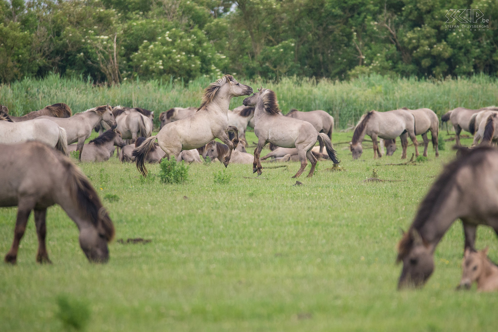 Oostvaardersplassen - Konik paarden De Oostvaardersplassen in Flevoland is het grootste nationale park in Nederland. 25 jaar geleden werden er ook edelherten, heckrunderen en konik paarden uitgezet en dit park is dan een zeer goed voorbeeld van de wildernisvisie. Nu leven er ongeveer 1100 wilde paarden en dat is de grootste populatie in Europa. De konik is van oorsprong een Pools en Wit-Russisch klein wild paard. Ze leven in grote groepen met veel veulens en er is vaak veel interactie en zelfs gevechten.  Stefan Cruysberghs